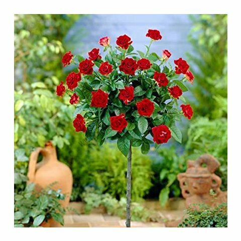 Růže na kmínku Cygne Noire, v květináči 90/110 cm Rosa